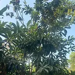Lonavala Spacious Cottage With Three Secured Bedrooms