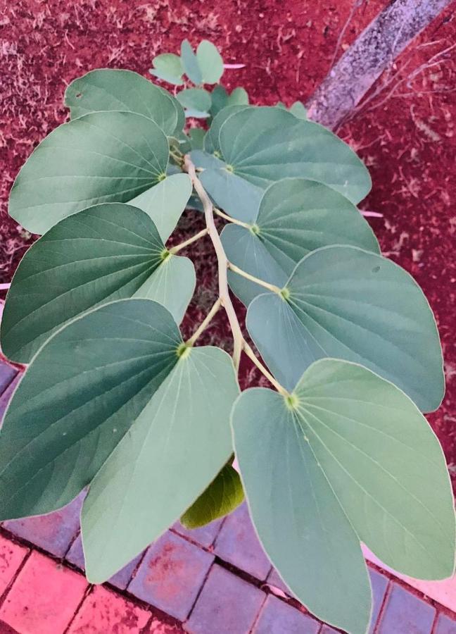 Mizzle Exotica Lonavala