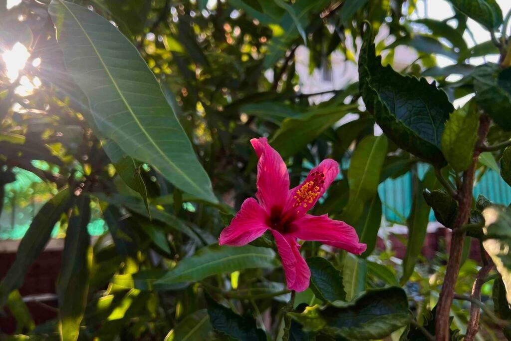 Valecha Entire 4bhkbunglow With 5000 Sq Ft Garden *