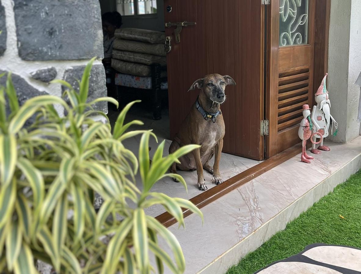Angel House -your Private Pet Friendly Haven