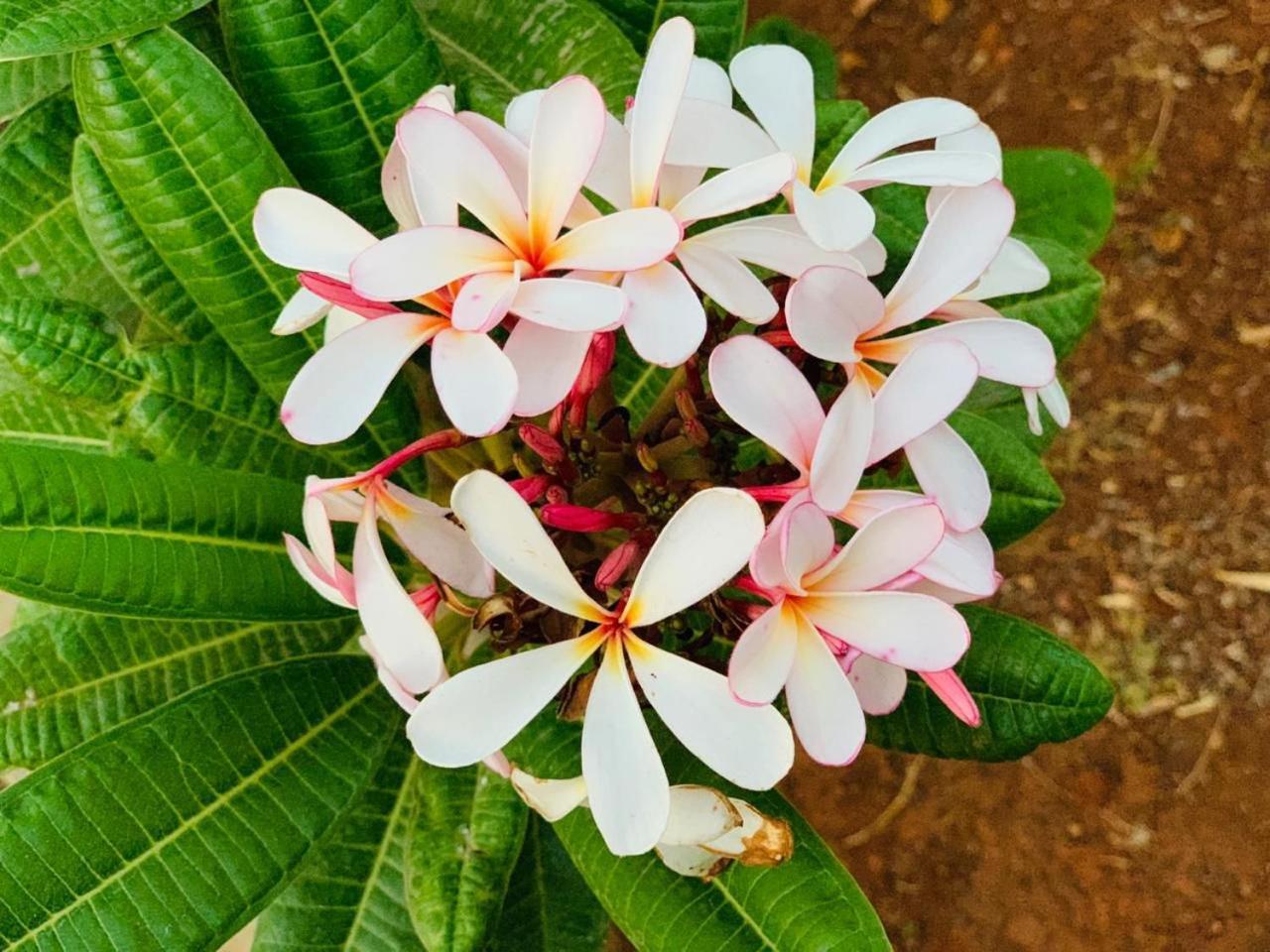 Mizzle Exotica