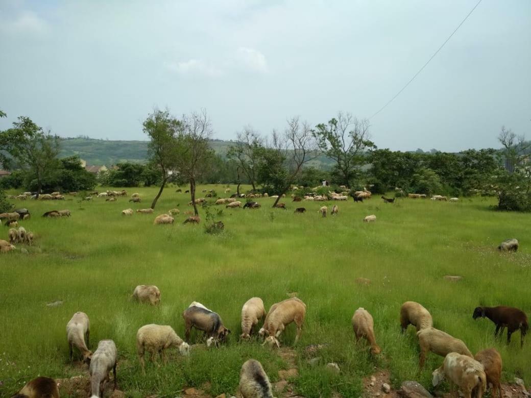 Royal 3 - 3bhk With Swimming Pool * Lonavala